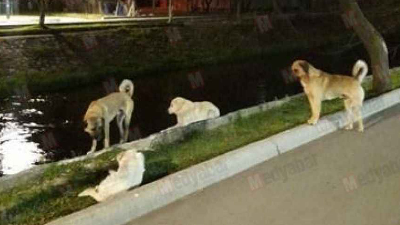 Foto - Hüseyin Çevik'ten Ramazan ayında şaşırtan uyarı! 'Gece köpek havlarsa hemen bunu yapın'
