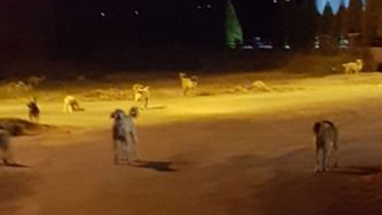 Foto - Hüseyin Çevik'ten Ramazan ayında şaşırtan uyarı! 'Gece köpek havlarsa hemen bunu yapın'