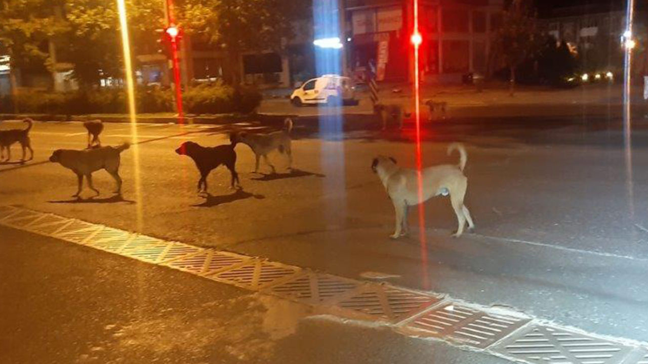 Foto - Hüseyin Çevik'ten Ramazan ayında şaşırtan uyarı! 'Gece köpek havlarsa hemen bunu yapın'