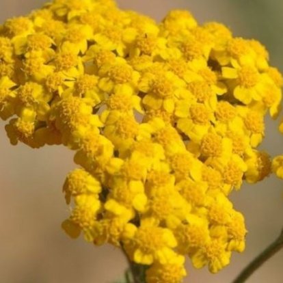 Huzur getiren çay! Faydaları saymakla bitmiyor