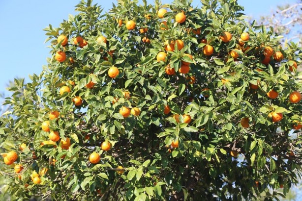 Foto - Huzurun adresi: Titreyengöl