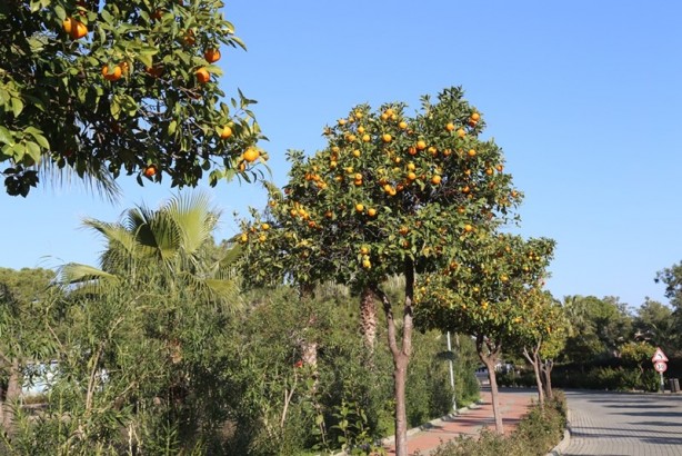 Foto - Huzurun adresi: Titreyengöl