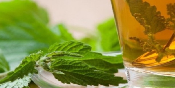 Foto - İbn-i Sina'nın reçeteleri: Kanseri yok eden bitkiler! Akciğeri temizliyor, nefesi açıyor