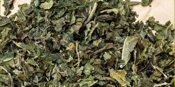 Foto - İbn-i Sina'nın reçeteleri: Kanseri yok eden bitkiler! Akciğeri temizliyor, nefesi açıyor