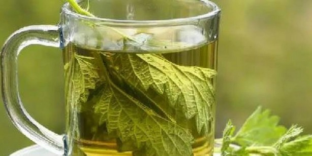 İbn-i Sina'nın reçeteleri: Kanseri yok eden bitkiler! Akciğeri temizliyor, nefesi açıyor