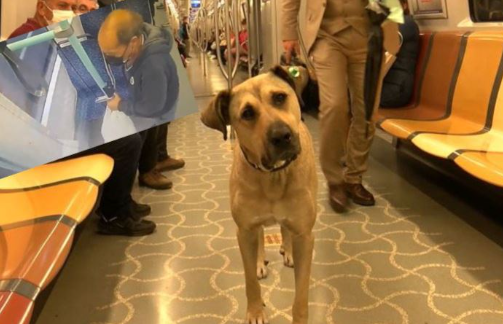 Foto - İBB Başkan Danışmanı Murat Ongun'un köpeği, belediye çalışanını yaraladı! Şikayetçi olan işçi, işten kovuldu