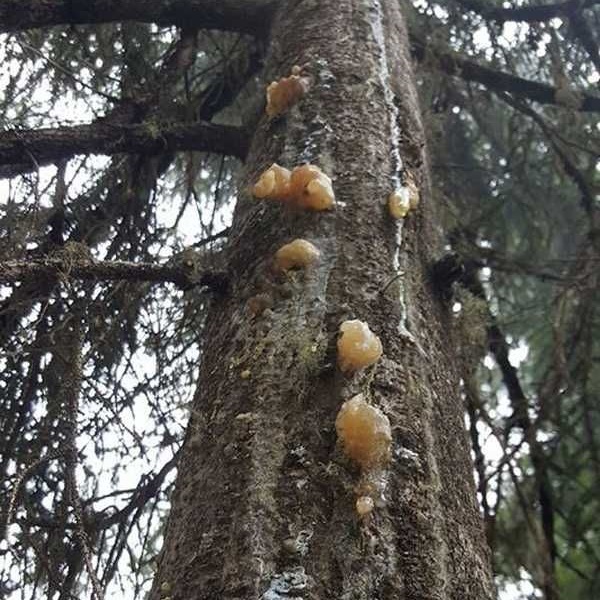 Foto - İbn-i Sina 1000 yıl önce önerdi! Fındığı bal ile karıştırıp yerseniz ne olur