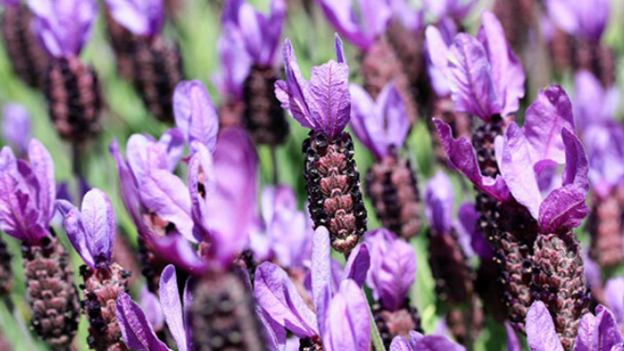 Foto - İbn-i Sina yıllar öncesinden o besin için bakın neler demiş... Şaşırtan şifa kaynağı