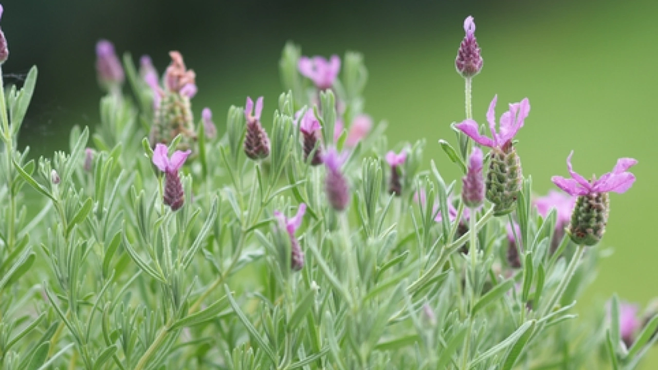 Foto - İbn-i Sina yıllar öncesinden o besin için bakın neler demiş... Şaşırtan şifa kaynağı
