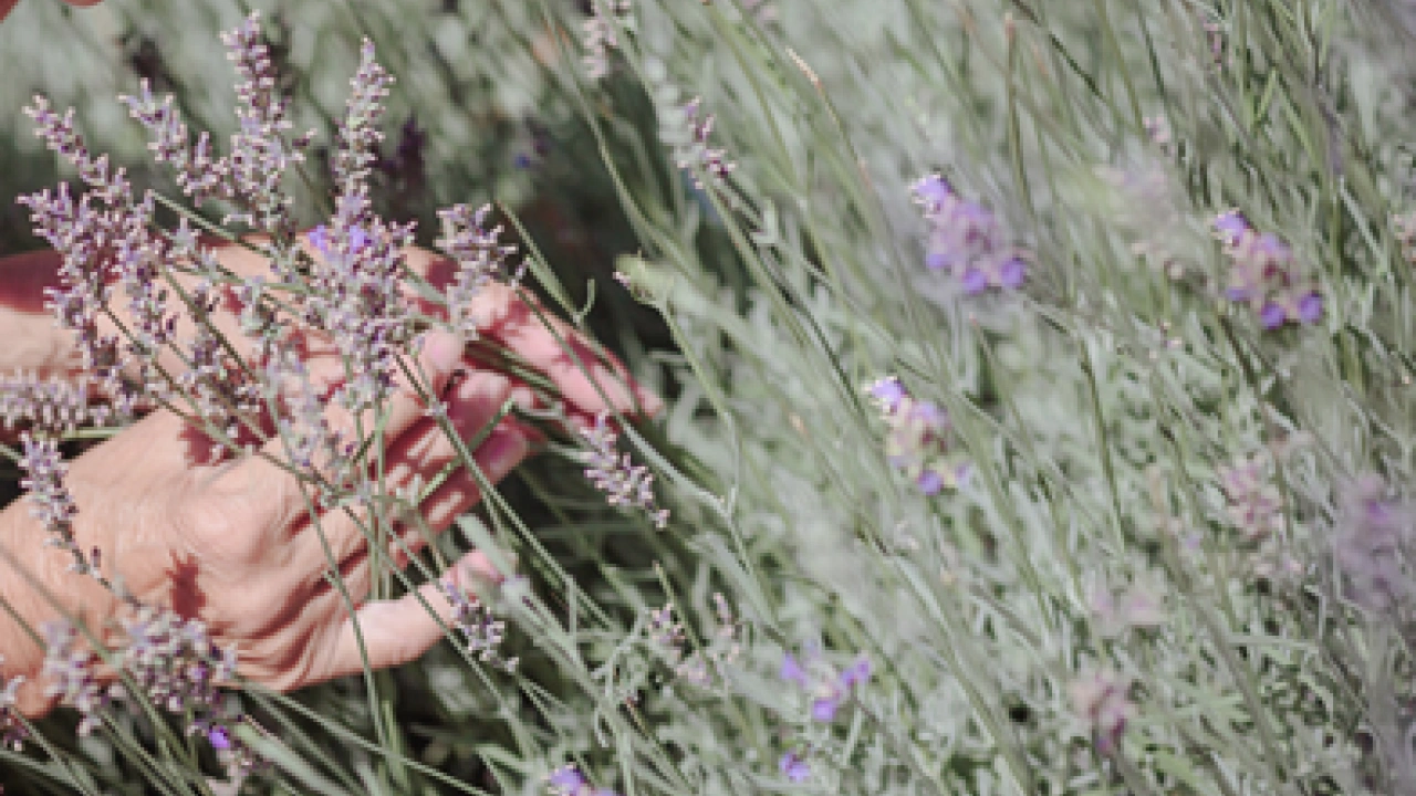 Foto - İbn-i Sina yıllar öncesinden o besin için bakın neler demiş... Şaşırtan şifa kaynağı