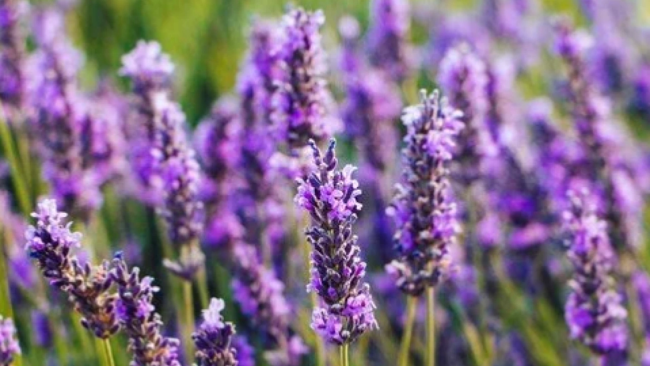 Foto - İbn-i Sina yıllar öncesinden o besin için bakın neler demiş... Şaşırtan şifa kaynağı