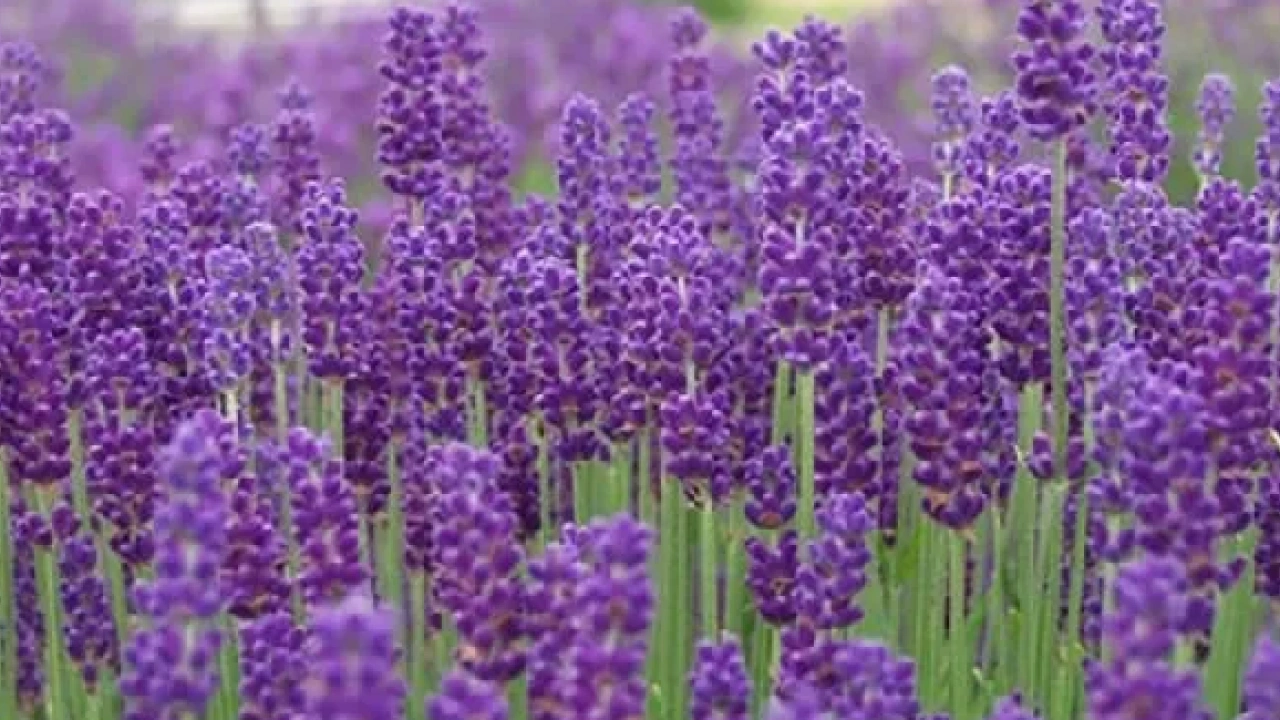 İbn-i Sina yıllar öncesinden o besin için bakın neler demiş... Şaşırtan şifa kaynağı