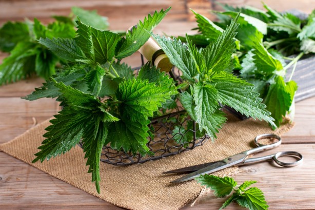 Foto - İbn-i Sina bin yıl önce önerdi! Faydalarına çok şaşıracaksınız: Ömrü uzatan 3 besin...