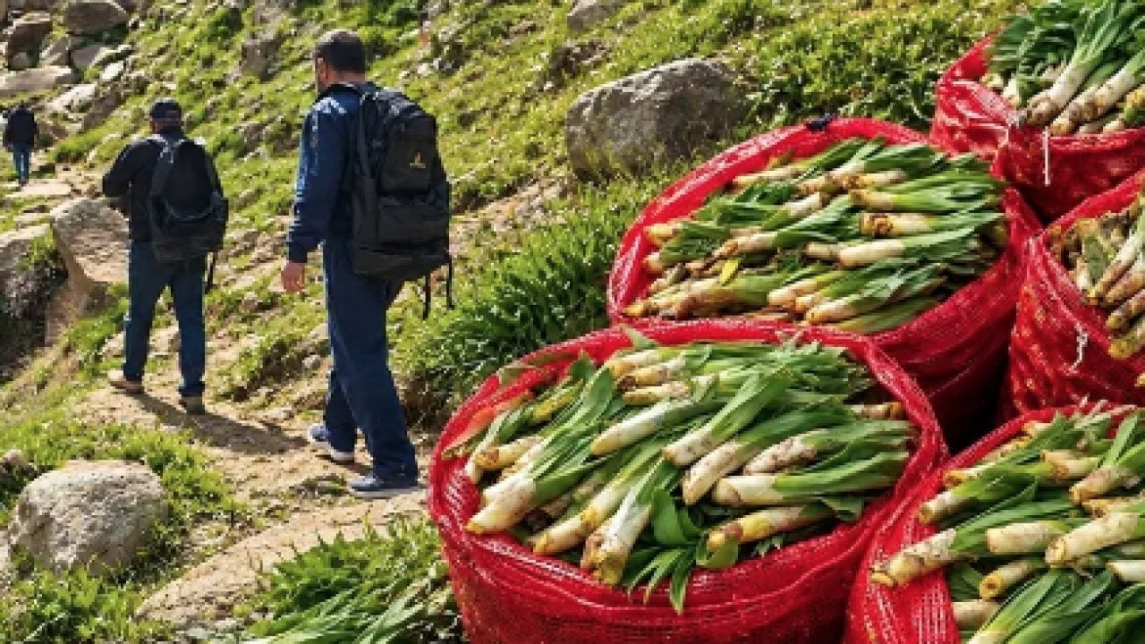 Foto - İbn-i Sina öksürük için yıllar öncesinde teşhisi koymuş: Anadolu'da çuvallarla toplanıyor! 