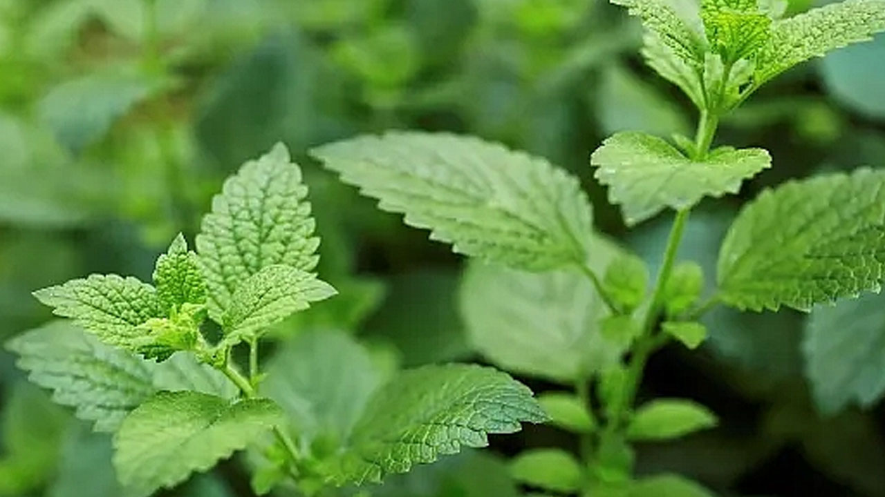 Foto - İbn-İ Sina önerdi: Beyin ve kalp dostu bitki şifa saçıyor! Duyan hemen bunu yapsın