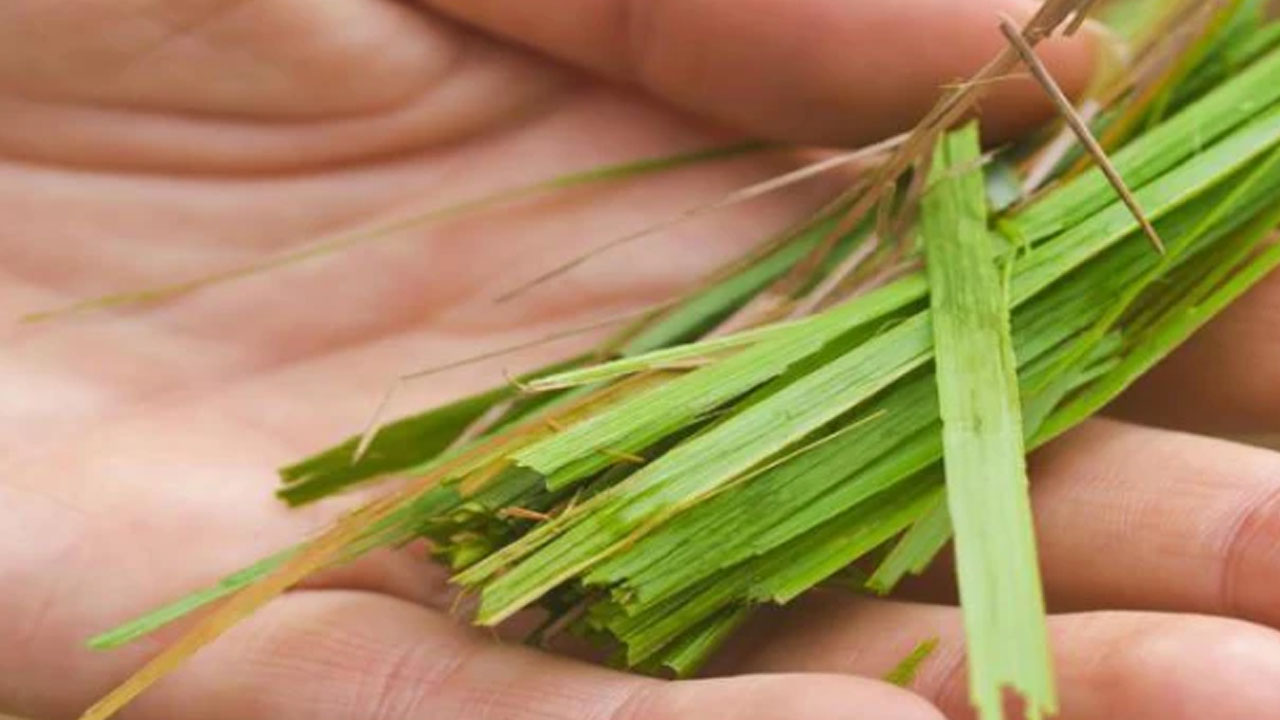 Foto - İbn-İ Sina önerdi: Beyin ve kalp dostu bitki şifa saçıyor! Duyan hemen bunu yapsın