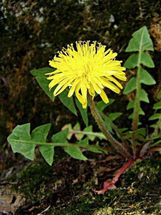 Foto - İbn-i Sina şeker hastalığı tedavisinde kullandı! İşte ’Karahindiba’nın faydaları dikkat çekiyor! Bunu yapın