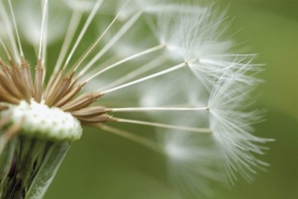 Foto - İbn-i Sina şeker hastalığı tedavisinde kullandı! İşte ’Karahindiba’nın faydaları dikkat çekiyor! Bunu yapın