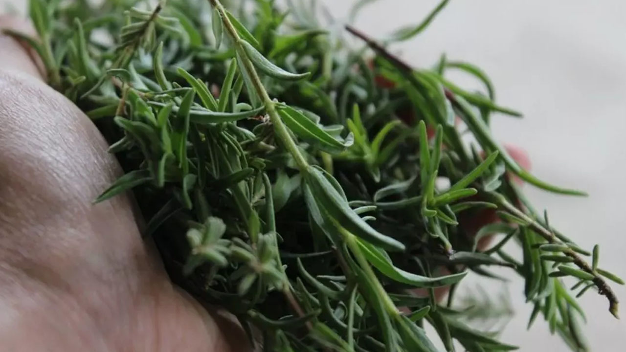 Foto - İbn-i Sina yüzlerce yıl önce anlatmış: Çayını yapıp bardak bardak için, cayır cayır yağ yakan yöntem!