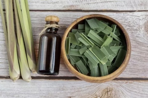 İbn-i Sina yüzyıllar önce bu bitkiyi önerdi! Beyinde ve damardaki tıkanıklığı geçiren tek besin! Türkiye'den tüm dünyaya yayıldı!