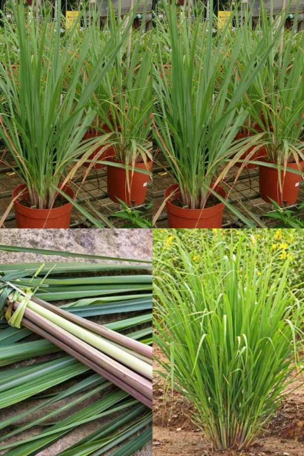 Foto - İbn-i Sina yüzyıllar önce bu bitkiyi önerdi! Beyinde ve damardaki tıkanıklığı geçiren tek besin! Türkiye'den tüm dünyaya yayıldı!