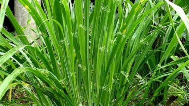 Foto - İbn-i Sina yüzyıllar önce bu bitkiyi önerdi! Beyinde ve damardaki tıkanıklığı geçiren tek besin! Türkiye'den tüm dünyaya yayıldı!