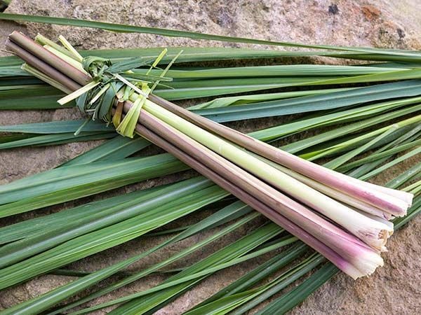 Foto - İbn-i Sina yüzyıllar önce bu bitkiyi önerdi! Beyinde ve damardaki tıkanıklığı geçiren tek besin! Türkiye'den tüm dünyaya yayıldı!