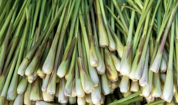 Foto - İbn-i Sina yüzyıllar önce bu bitkiyi önerdi! Beyinde ve damardaki tıkanıklığı geçiren tek besin! Türkiye'den tüm dünyaya yayıldı!