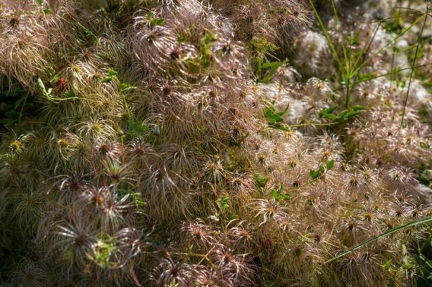 Foto - İbn-i Sina yüzyıllar önce önerdi: Bu sebze vücuda adeta reset atıyor, baştan aşağı temizliyor!