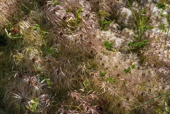 Foto - İbn-i Sina yüzyıllar önce önerdi: Bu sebze vücuda adeta reset atıyor, baştan aşağı temizliyor! Anında bunu yapın