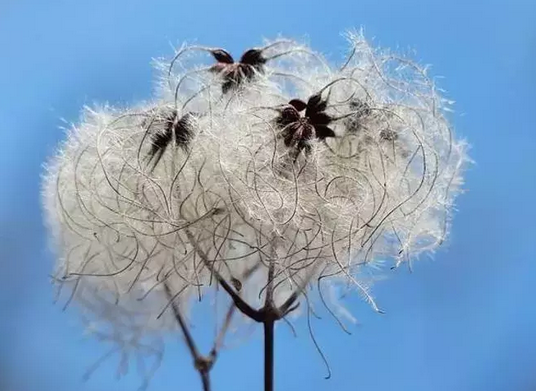 Foto - İbn-i Sina yüzyıllar önce önerdi: Bu sebze vücuda adeta reset atıyor, baştan aşağı temizliyor! Anında bunu yapın