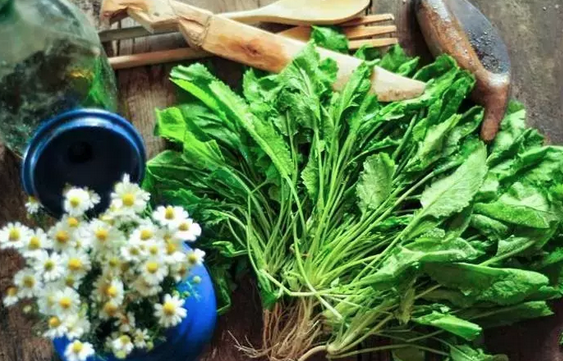 Foto - İbn-i Sina yüzyıllar önce önerdi: Bu sebze vücuda adeta reset atıyor, baştan aşağı temizliyor! Anında bunu yapın