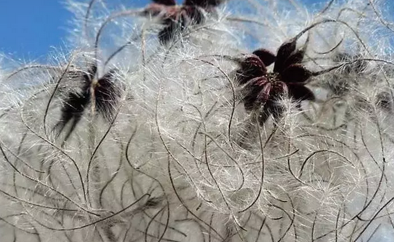 Foto - İbn-i Sina yüzyıllar önce önerdi: Bu sebze vücuda adeta reset atıyor, baştan aşağı temizliyor! Anında bunu yapın