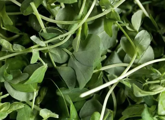 Foto - İbn-i Sina yüzyıllar önce önerdi: Bu sebze vücuda adeta reset atıyor, baştan aşağı temizliyor! Anında bunu yapın