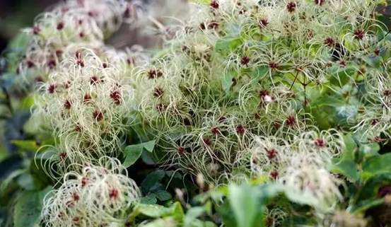 İbn-i Sina yüzyıllar önce önerdi: Bu sebze vücuda adeta reset atıyor, baştan aşağı temizliyor! Anında bunu yapın