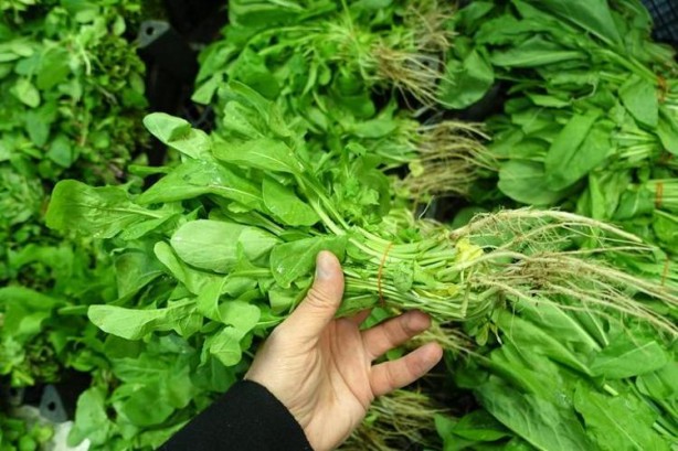 Foto - İbn-i Sina yüzyıllar önce önerdi: Bu sebze vücuda adeta reset atıyor, baştan aşağı temizliyor!