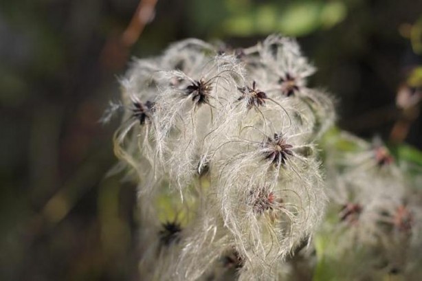 Foto - İbn-i Sina yüzyıllar önce önerdi: Bu sebze vücuda adeta reset atıyor, baştan aşağı temizliyor!