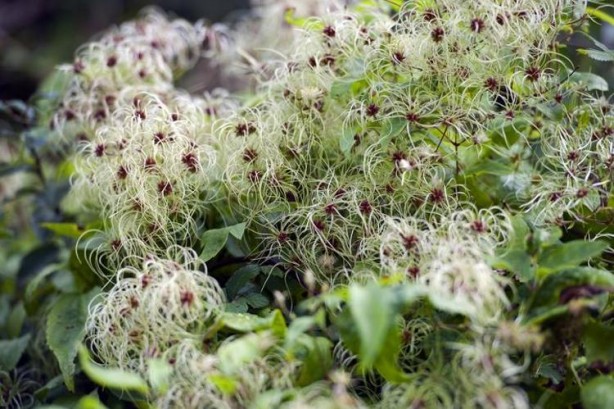 Foto - İbn-i Sina yüzyıllar önce önerdi: Bu sebze vücuda adeta reset atıyor, baştan aşağı temizliyor!