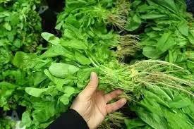 Foto - İbn-i Sina yüzyıllar önce önerdi! Reçetesi: Bu sebze vücuda adeta reset atıyor, baştan aşağı temizliyor! Pek kimseler bilmiyor