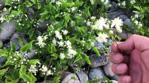 Foto - İbn-i Sina yüzyıllar önce önerdi! Reçetesi: Bu sebze vücuda adeta reset atıyor, baştan aşağı temizliyor! Pek kimseler bilmiyor