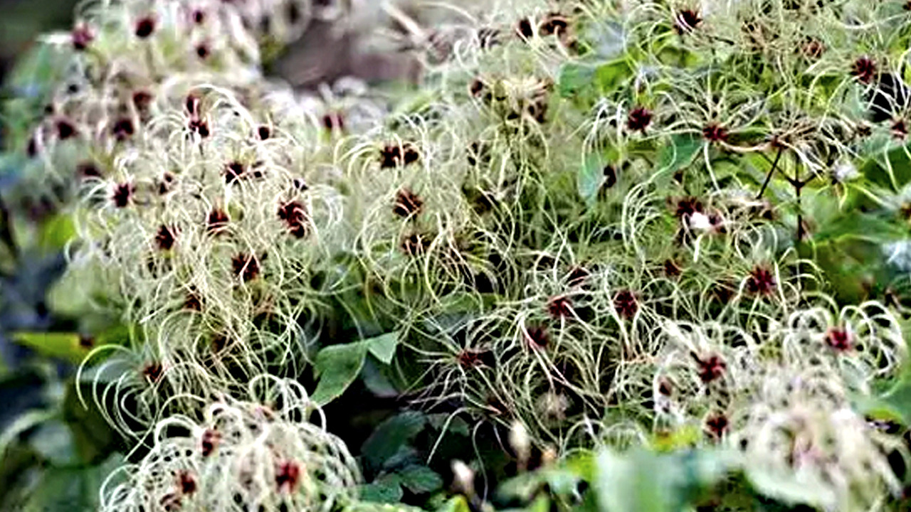 Foto - İbn-i Sina yüzyıllar önce önerdi: Vücuda adeta reset atıyor!