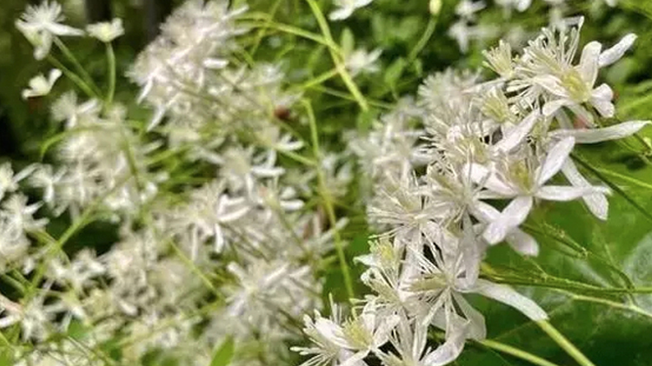 Foto - İbn-i Sina yüzyıllar önce önerdi: Vücuda adeta reset atıyor!