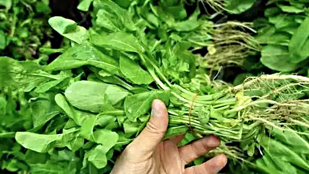 Foto - İbn-i Sina yüzyıllar önce önerdi: Vücuda adeta reset atıyor!