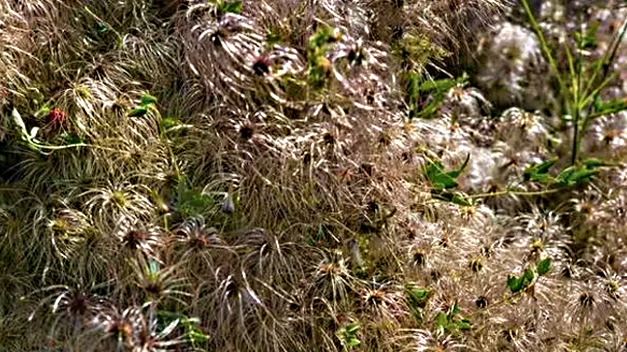 İbn-i Sina yüzyıllar önce önerdi: Vücuda adeta reset atıyor!