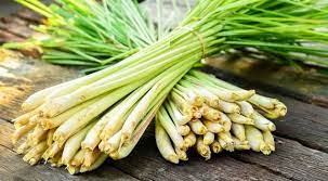 Foto - İbn-i Sina yüzyıllar önce onu önerdi! Beyinde ve damardaki tıkanıklığı geçiren tek besin ortaya çıktı! İnanılmaz bir bitki