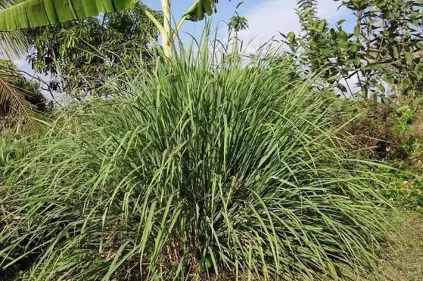 Foto - İbn-i Sina yüzyıllar önce onu önerdi! Beyinde ve damardaki tıkanıklığı geçiren tek besin ortaya çıktı! İnanılmaz bir bitki