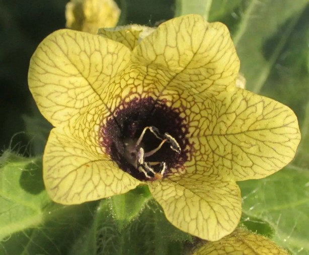 Foto - İbn-i Sina'dan beyaz saçlar için binlerce yıllık reçete!