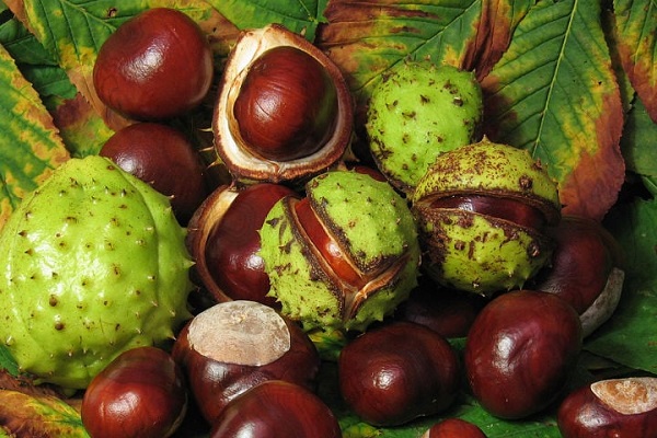 Foto - İbn-i Sina'dan bin yıllık reçete! Bu formülle anında balgamdan kurtulacaksınız