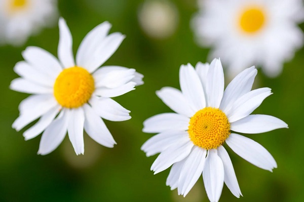 Foto - İbn-i Sina'nın bin yıllık baş ağrısı çözümü! Kokusu bile yetiyor