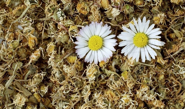 Foto - İbn-i Sina'nın bin yıllık baş ağrısı çözümü! Kokusu bile yetiyor